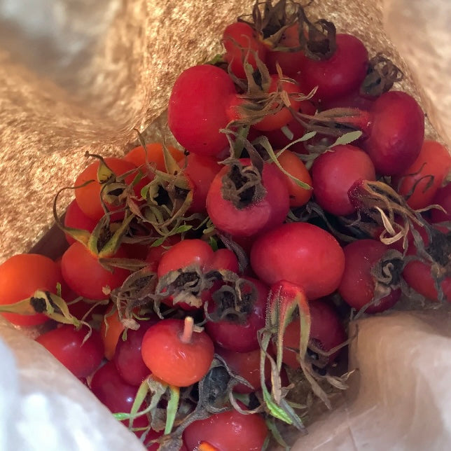 Rose Hip Season Begins